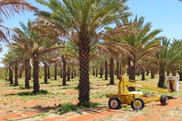 dates palm